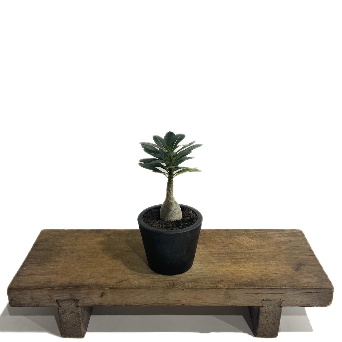 アデニウム ソコトラナム 「Adenium socotranum 」85D-1 | SHOU