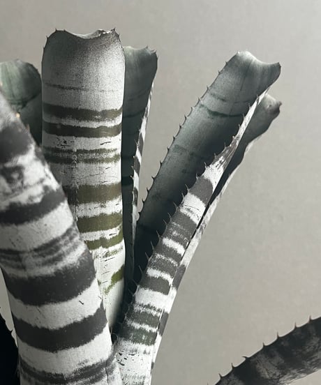 エクメア チャンティニー ブラック セレクト 「Aechmea chantinii Black Select」78M