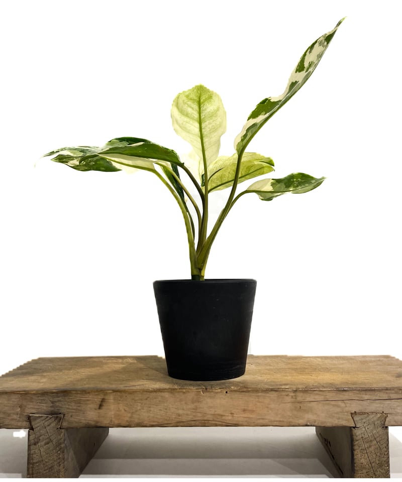 アグラオネマ マニラズ プライド 斑入「Aglaonema Manila's Pride va