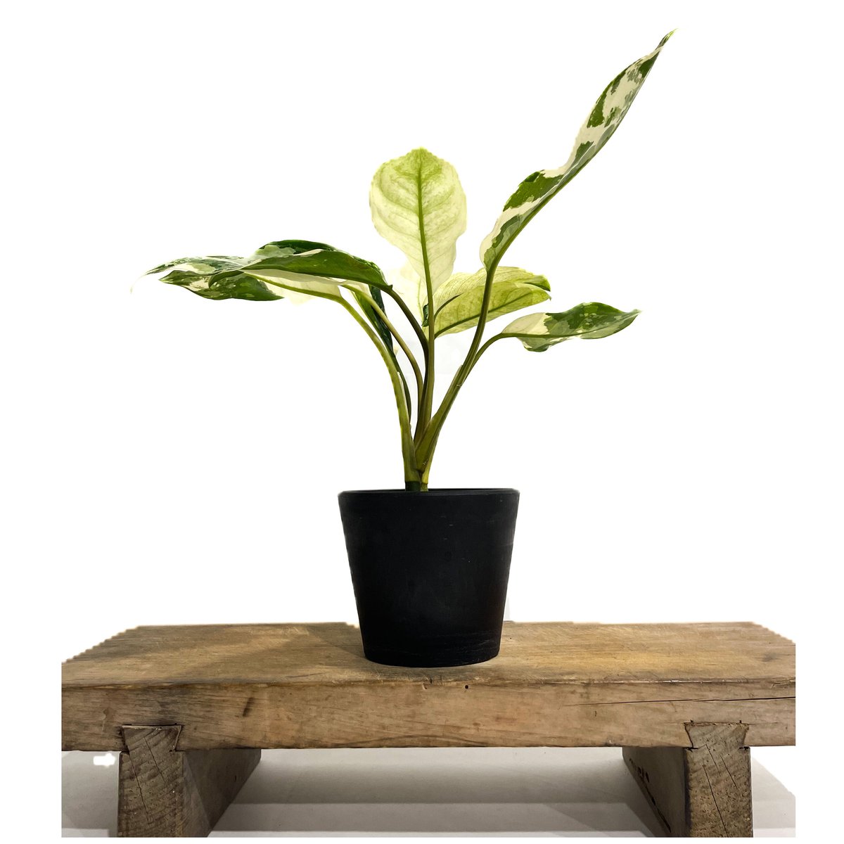 アグラオネマ マニラズ プライド 斑入「Aglaonema Manila's アグラオネマ マニラズ プライド 斑入「Aglaonema Manila's