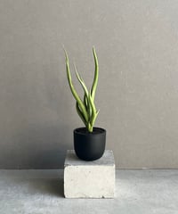 ビルベルギア ディッピン ドッツ 「Billbergia Dippin Dot」77H | S