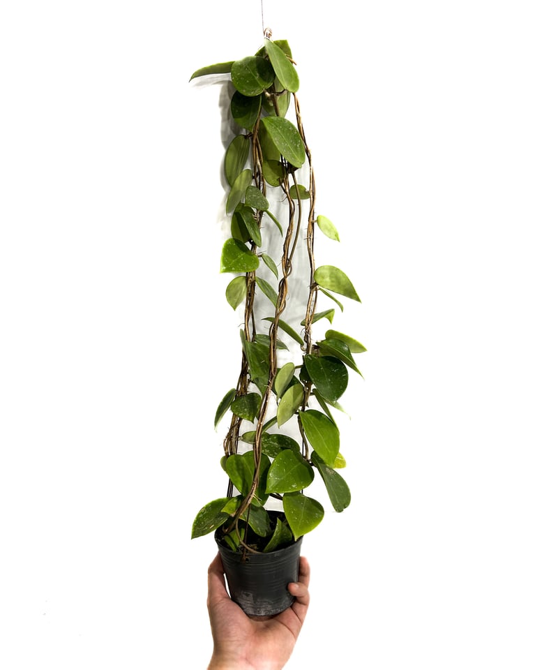 ホヤ パラシティカ ハートリーフ スプラッシュ「Hoya parasitica