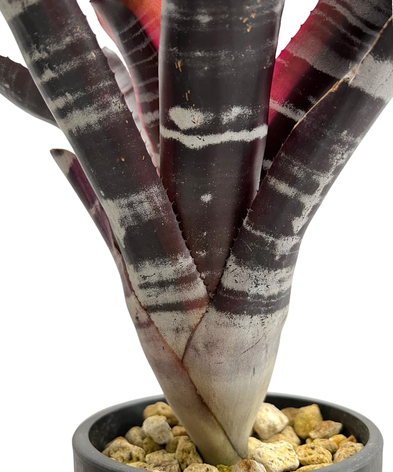 エクメア オットー 「Aechmea Otto」99M | SHOUCHIKUEN エクメア オットー 「Aechmea Otto」99M | SHOUCHIKUEN
