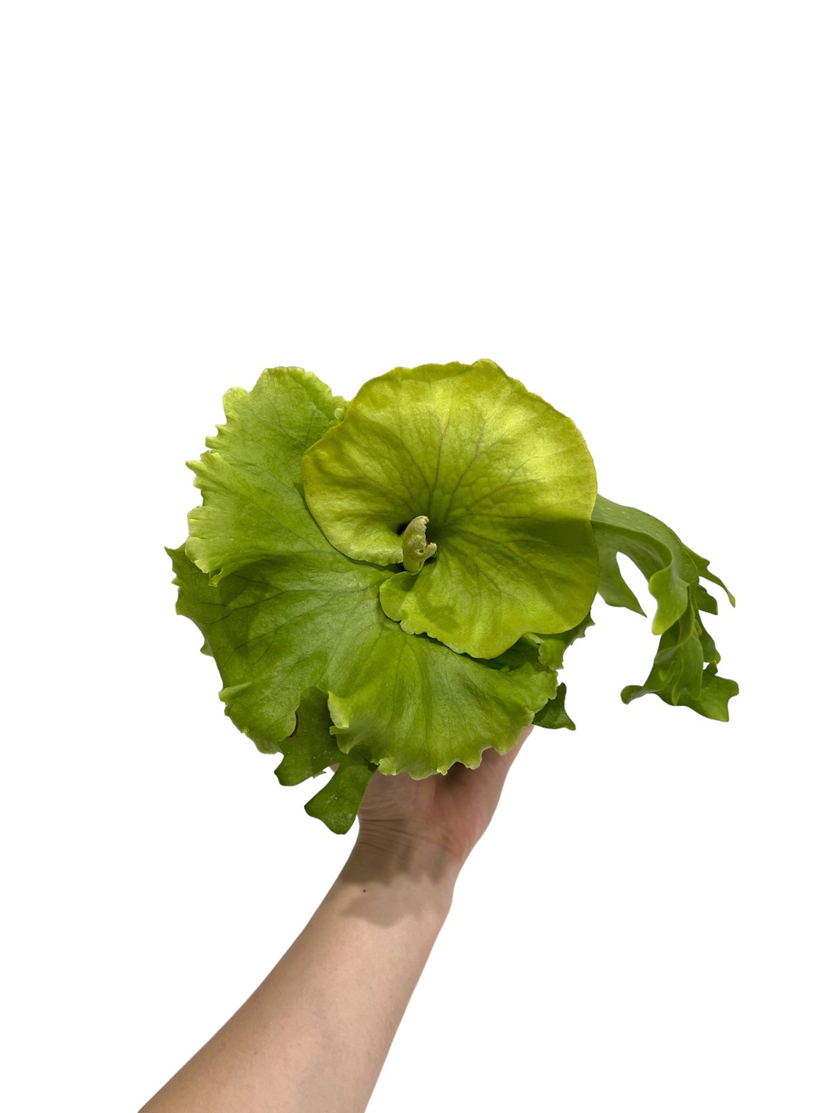 ビカクシダ キッチャクード細葉(by ヌクル) 「Platycerium kitshakoo
