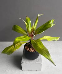 カラジューム ハイブリッド “選抜個体”「 Caladium Hybrid “Select”」