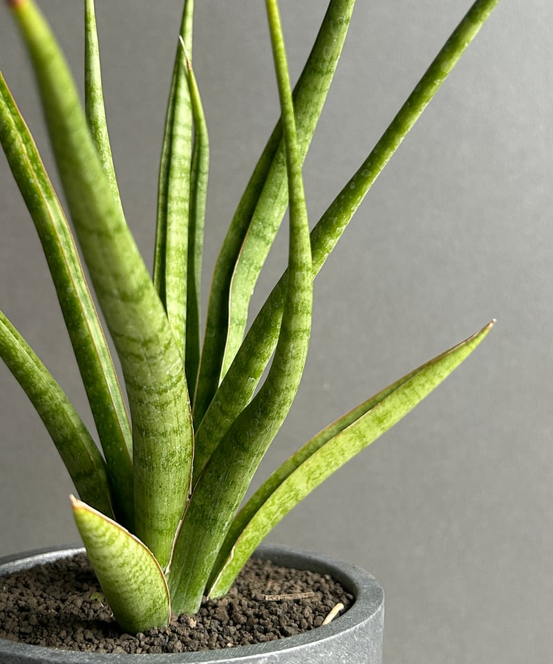 サンセベリア コヨーテ+STAND BY ME POT 「Sansevieria Coyote