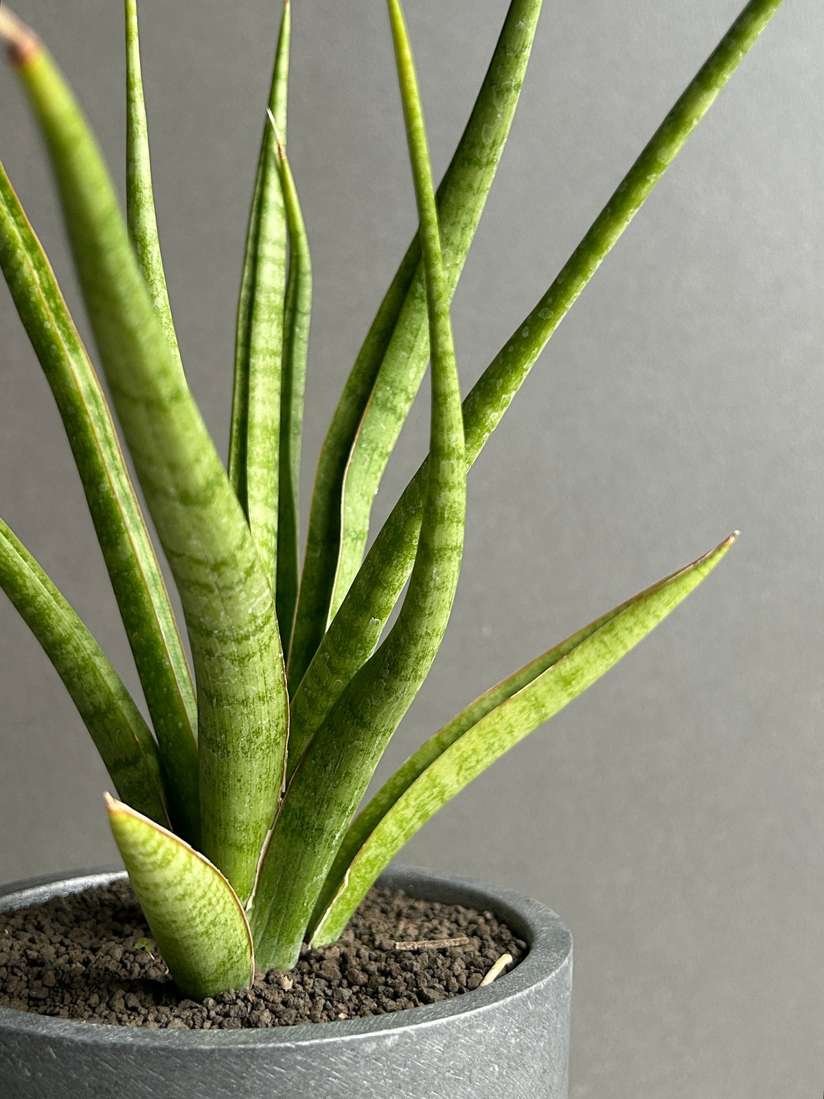 サンセベリア コヨーテ+STAND BY ME POT 「Sansevieria Coyote