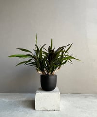 サンセベリア コヨーテ 「Sansevieria Coyote」3/16-110 | SHOU