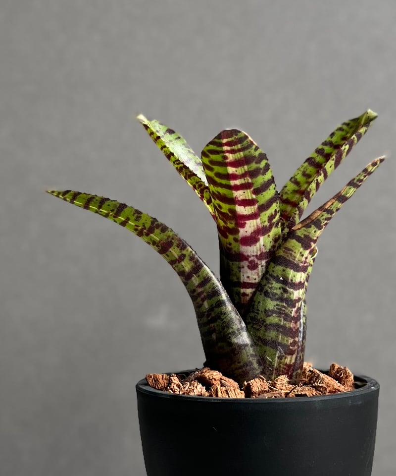 ブロメリア・エアープランツ Neoregelia Namaskar ブロメリア・エアープランツ Neoregelia Namaskar Frontier