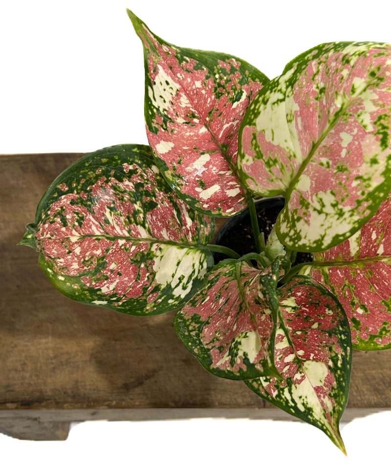 アグラオネマ ダイヤモンド トリカラー Aglaonema アグラオネマ ダイヤモンド トリカラー Aglaonema ビューティー