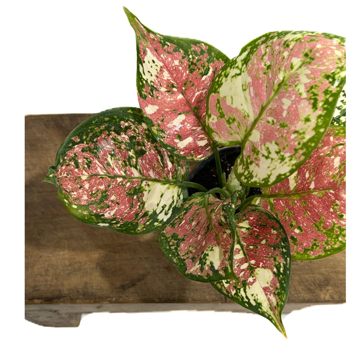 アグラオネマ アンヤマニー トリカラー「Aglaonema Unyamanee Tricolo