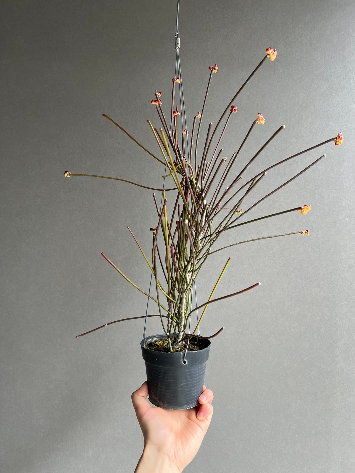 レア ホヤ スパルティオイデス Hoya spartioides ホヤ スパルティオイデス「Hoya spartioides」5/10-460M9 | SHOU