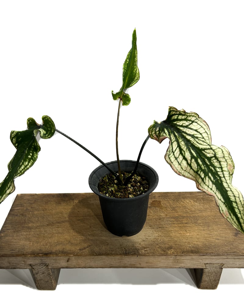 カラジウム ブラック バンブー「Caladium Black Bamboo」7/21-55A