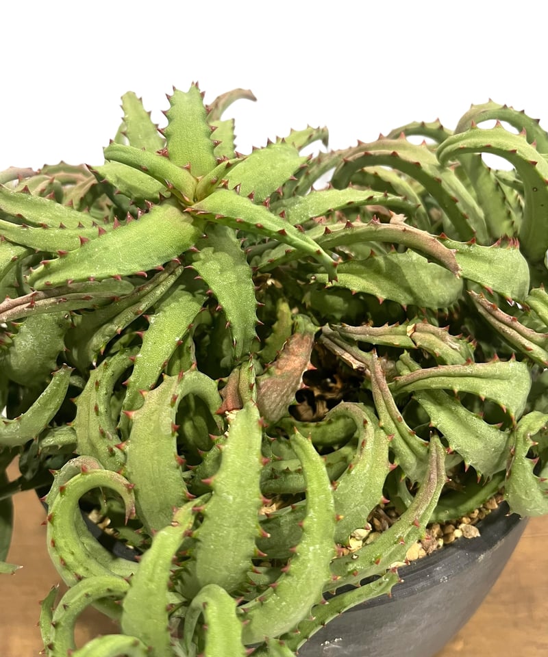 アロエ カスティロニアエ 「Aloe castilloniae」90T | SHOUCHIKUEN