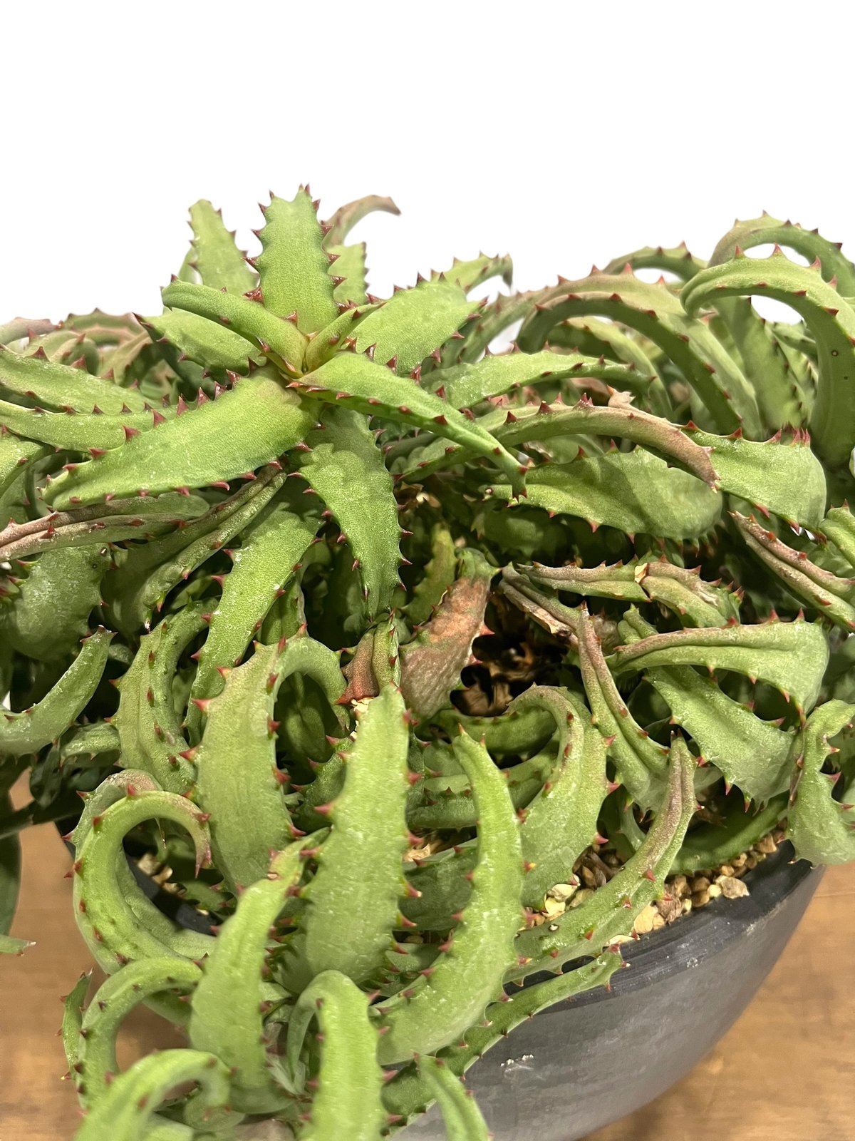 Aloe castilloniae 実生6群生株 アロエ カスティロニアエ fit=scale-down,w=1200