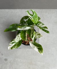 ビルベルギア 「マーブルシャークkolan marble shark」 ビルベルギア コラン マーブル シャーク 「Billbergia Kolan