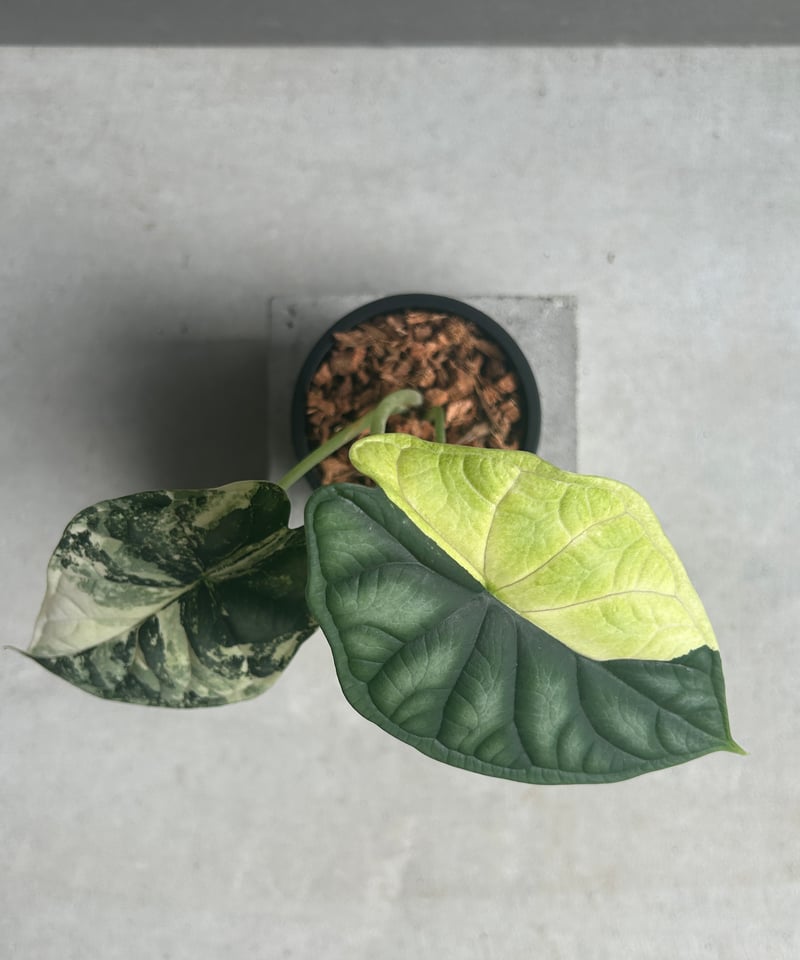アロカシア ドラゴン スケール アルボ 「Alocasia Dragon Scale