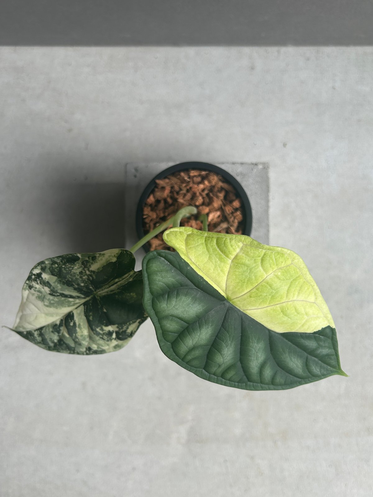Alocasia dragon scale / アロカシア ドラゴンスケール② 斑入り】Alocasia dragon scale / アロカシア ドラゴンスケール