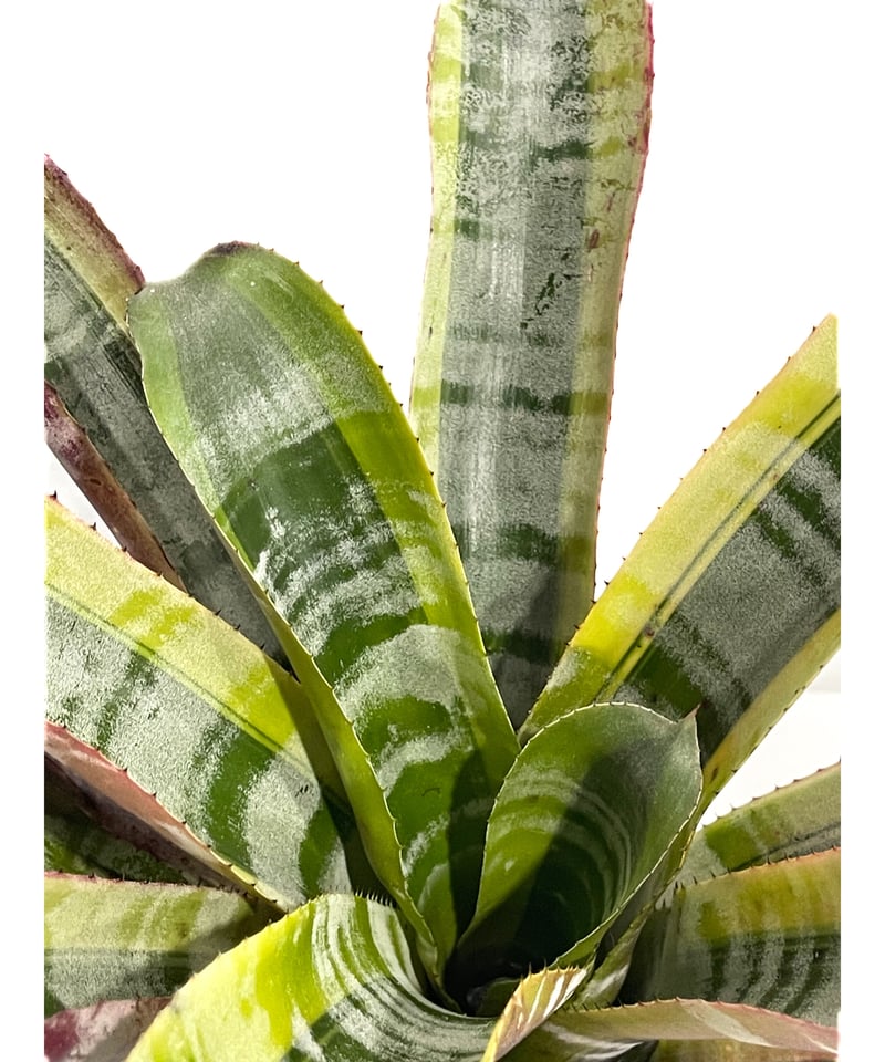 エクメア　オットー エクメア オットー 「Aechmea Otto」35T | SHOUCHIKUEN