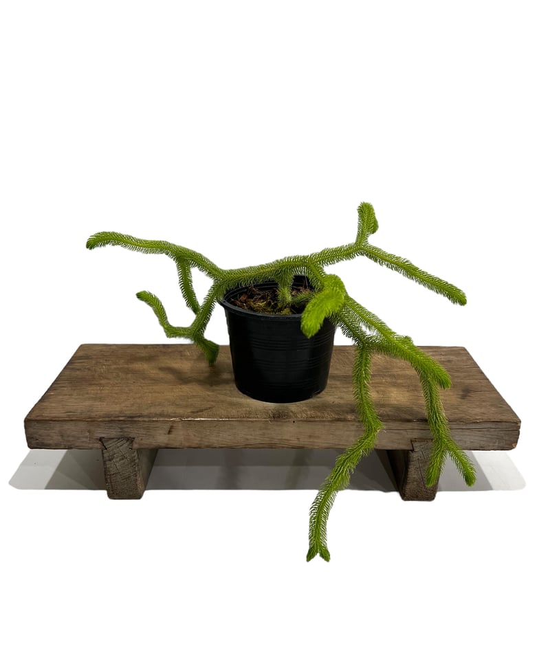 現物「フペルジア・スクアローサ 吊り」５号　Huperzia squarrosa Huperzia Squarrosa | SibOrchid.com | August 12, 2025