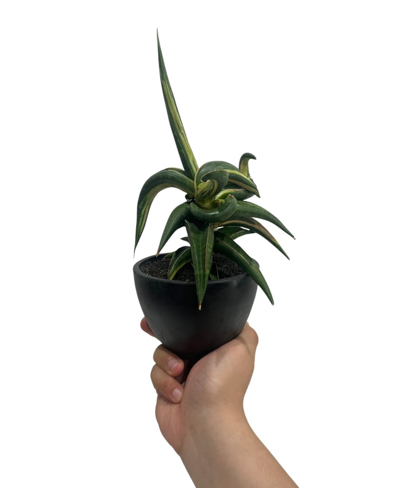 サンセベリア キトンガ 斑入 “変異種” 「Sansevieria kitonga Varie