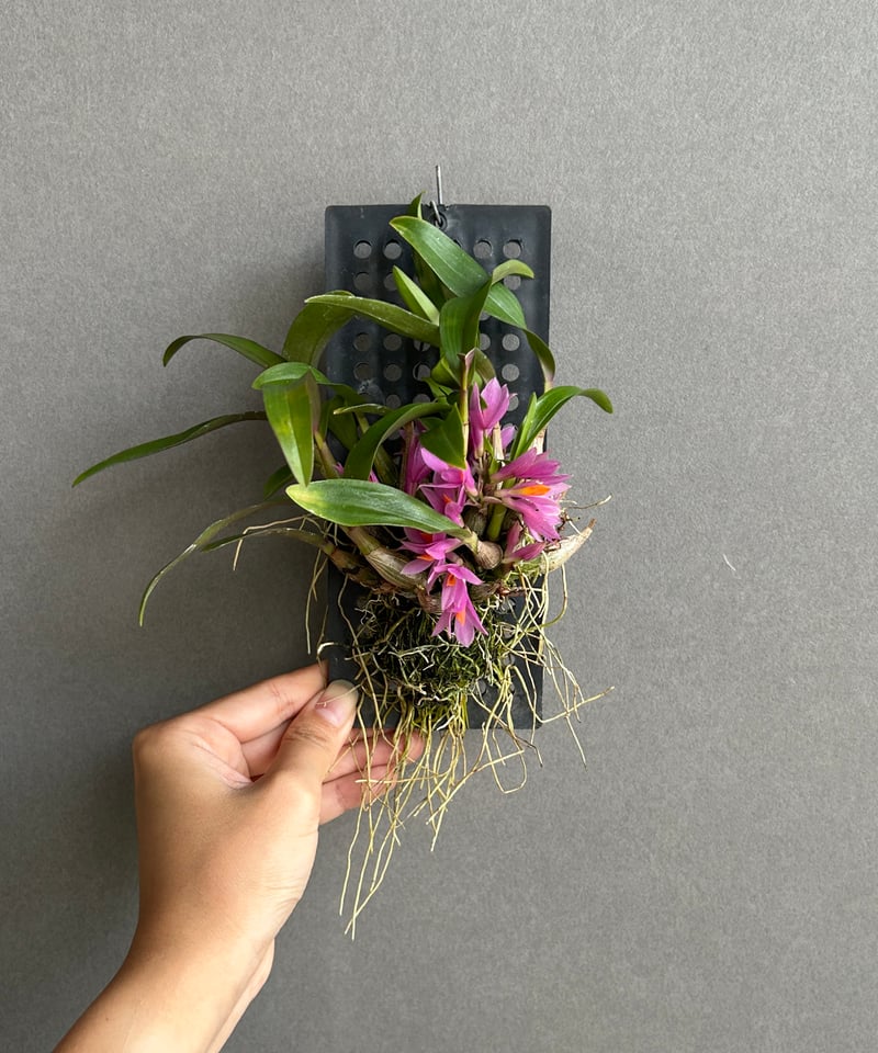 デンドロビウム ヒビキ 「Dendrobium Hibiki」82F | SHOUCHIKUEN