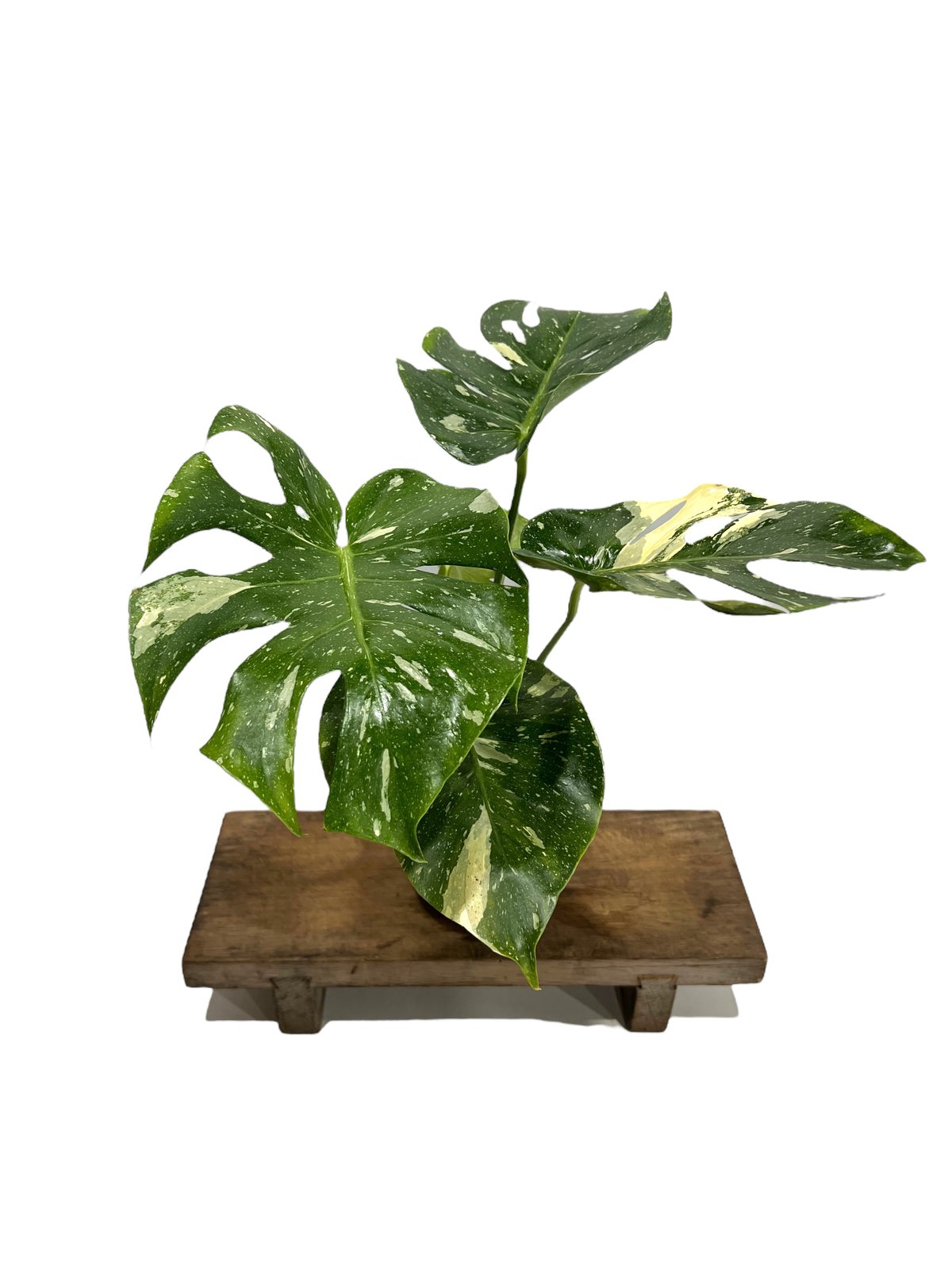 モンステラ タイ コンステレーション 「Monstera deliciosa Thai Con