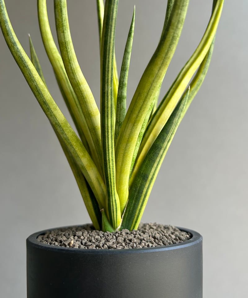 EMP サンセベリア ブンルートーチ斑入り / SA409 サンセベリア ブンルートーチ 斑入「Sansevieria Bunlue Torch Vari