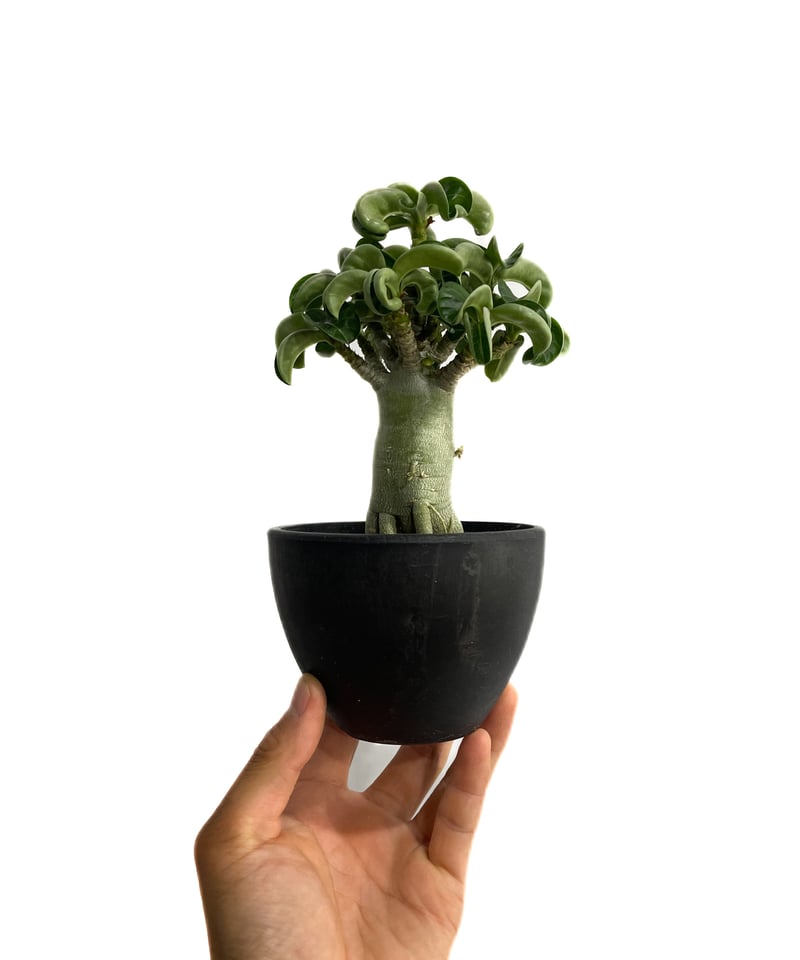 【レア/獅子葉/アデニウム/ブラックスキン】 DHA - A アデニウム D.H.A (獅子葉)選抜個体 「Adenium D.H.A 'Select'」