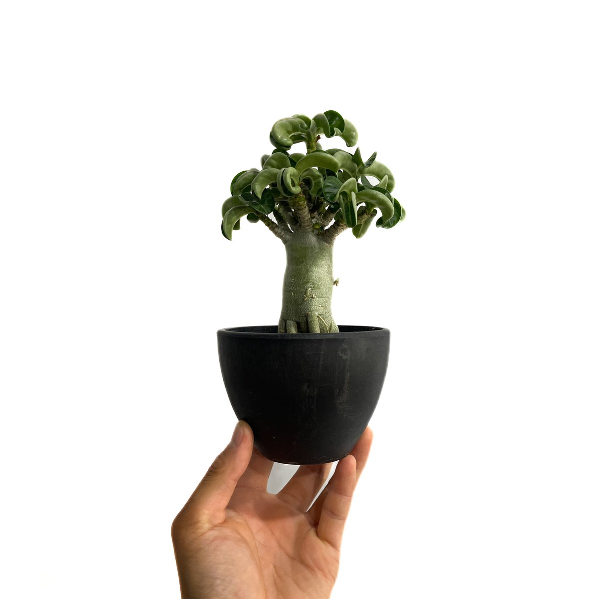 アデニウム D.H.A (獅子葉)選抜個体 「Adenium D.H.A 'Select'」