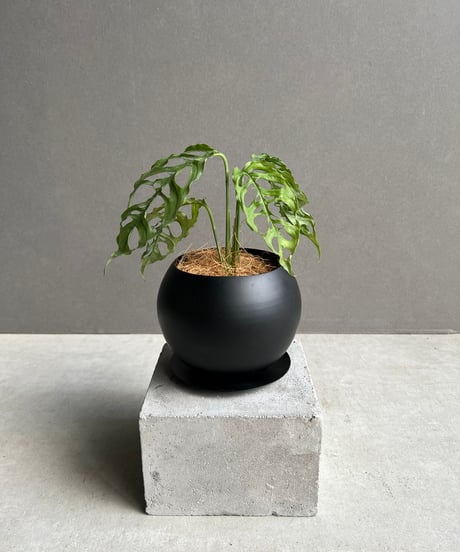 CATEGORY モンステラ | SHOUCHIKUEN