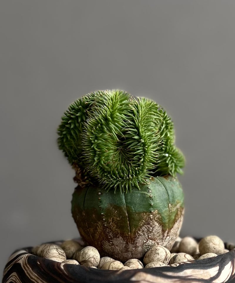 ユーフォルビア スザンナエ + plantsmonsters pot 「Euphorbia s