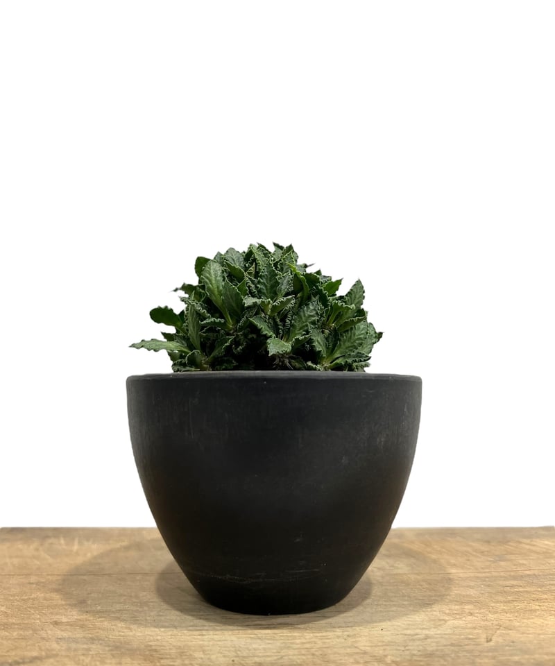 ユーフォルビア トゥレアレンシス (実生苗)「 Euphorbia