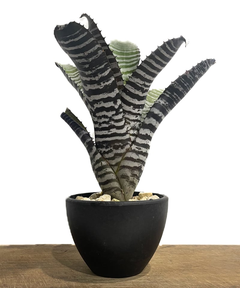 エクメア チャンティニー ブラック「Aechmea chantinii black」7/14-