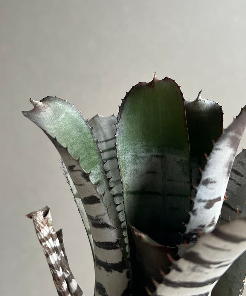 エクメア チャンティニー ブラック セレクト 「Aechmea chantinii Black
