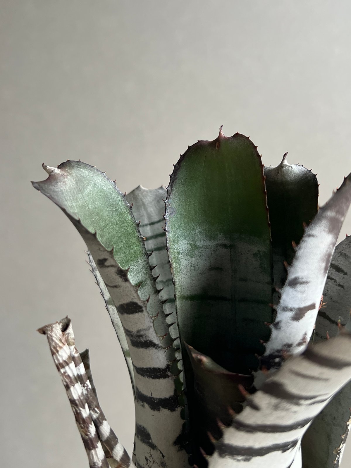 エクメア チャンティニー ブラック セレクト 「Aechmea chantinii Black
