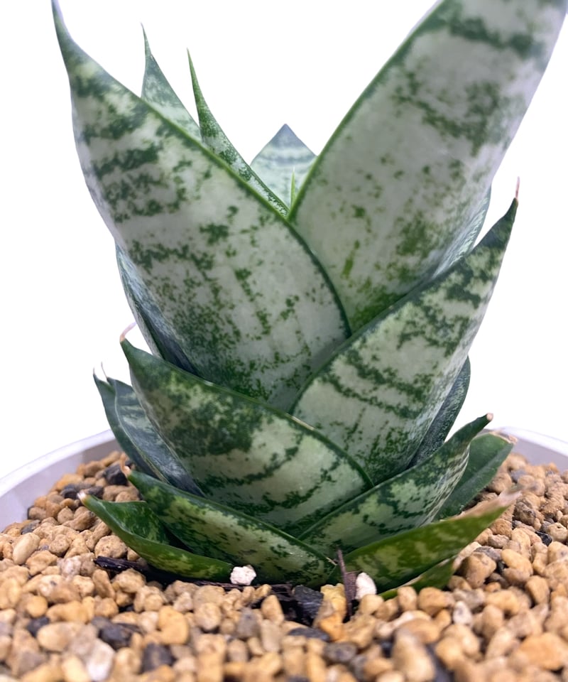サンセベリア エーレンデル 「Sansevieria Ehrendel」14P | SHOUC