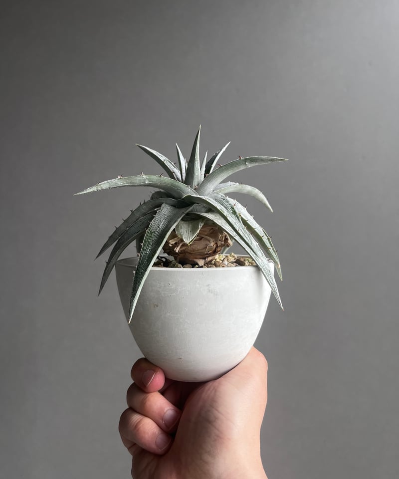 ディッキア マセドイ ホワイト クローン 「Dyckia macedoi white clon