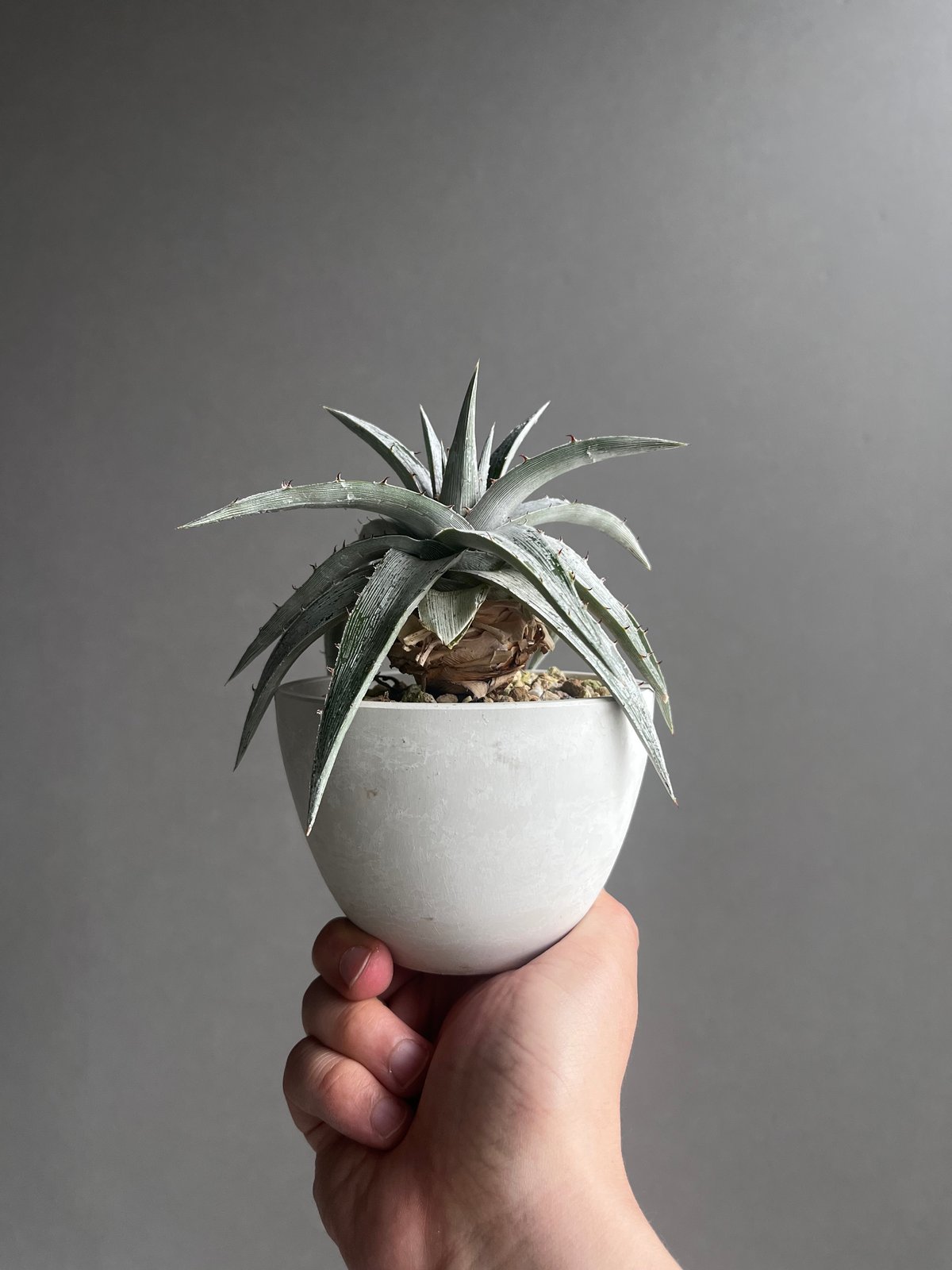 レア ディッキア Dyckia 'Fangus Whiteus' レア ディッキア Dyckia 'Fangus Whiteus' レア ディッキア