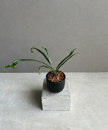 ファーム　アカサタ園芸さん専用！ 楽天市場】Kaiju Plant 怪獣シザー (ブランチ) スパッと切れる