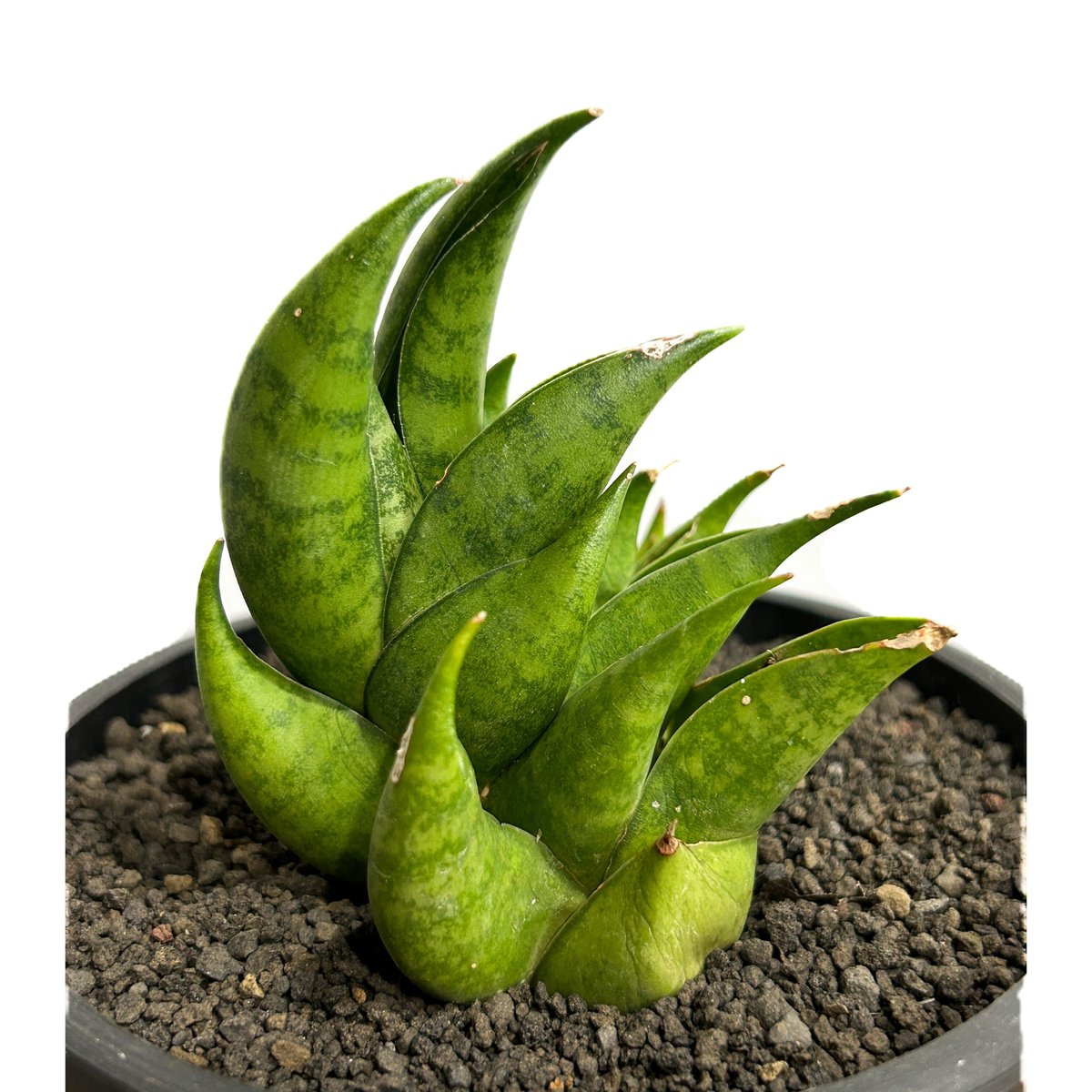 EMP サンセベリア スリ パトゥム Sri pathum / SA351 サンセベリア スリ パトゥム「Sansevieria Sri Pattum 」207-1 |