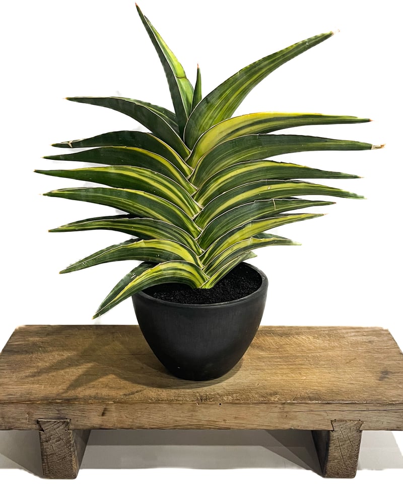 サンセベリア エーレンベルギー 斑入「Sansevieria ehrenbergii Var.