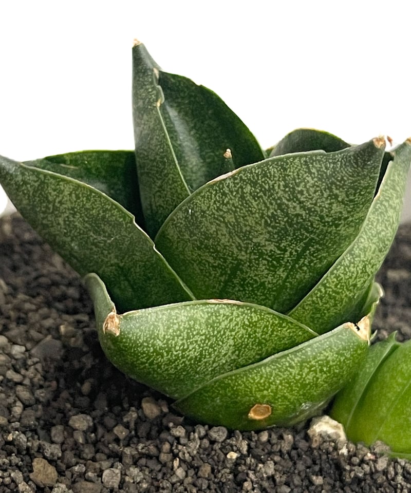 サンセベリア アンヤマニー ハイブリッド SP013 ドワーフ タイプ