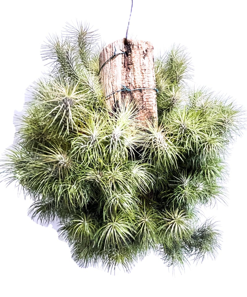 ティランジア フンキアナ レクルビフォリア 「Tillandsia funckiana var