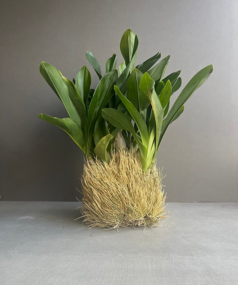 グラマトフィラム ジャイラック タイガーx エレガンス