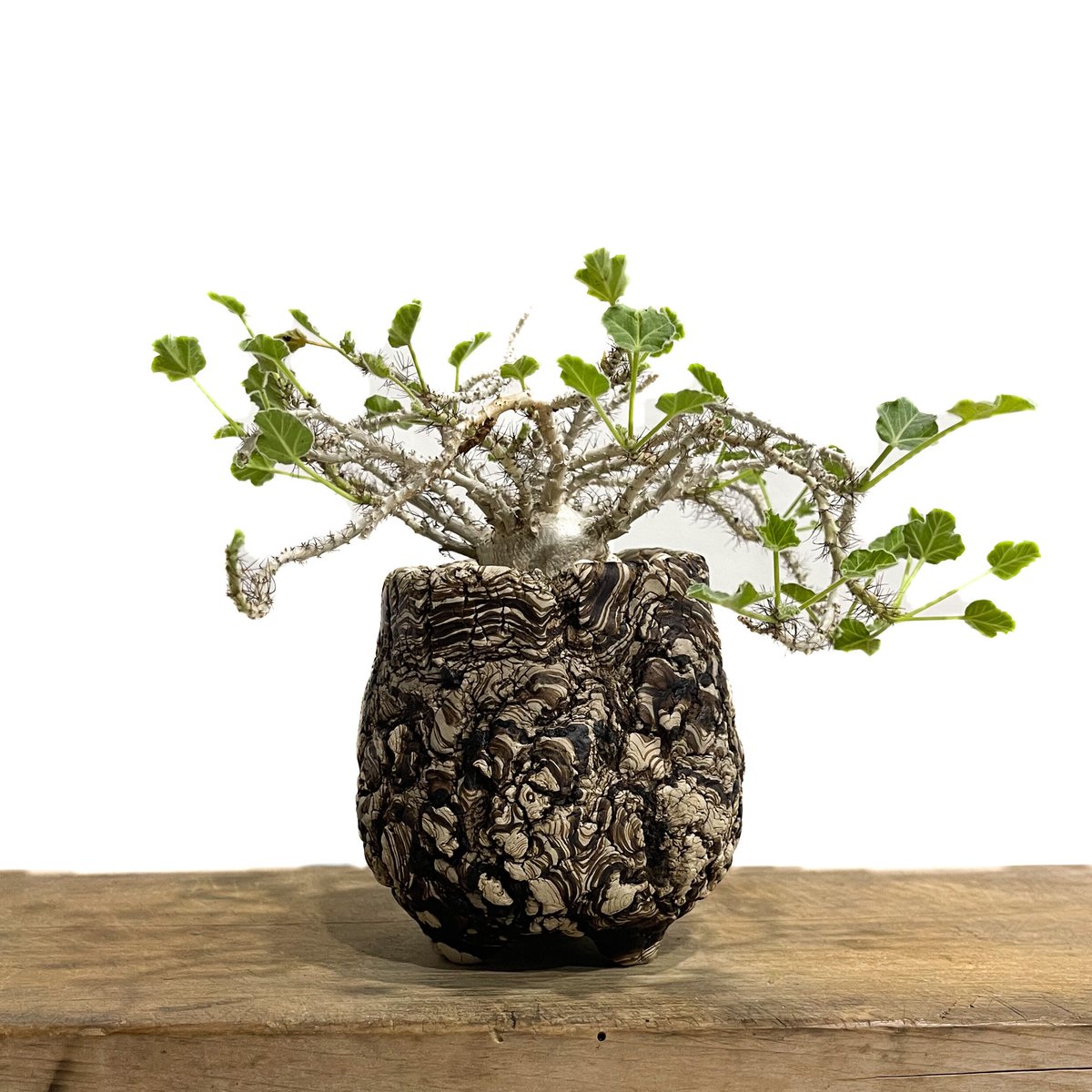 Ramat Planter #241 × ヤトロファ マルギナータ Ramat Planter #241 × ヤトロファ マルギナータ - メルカリ