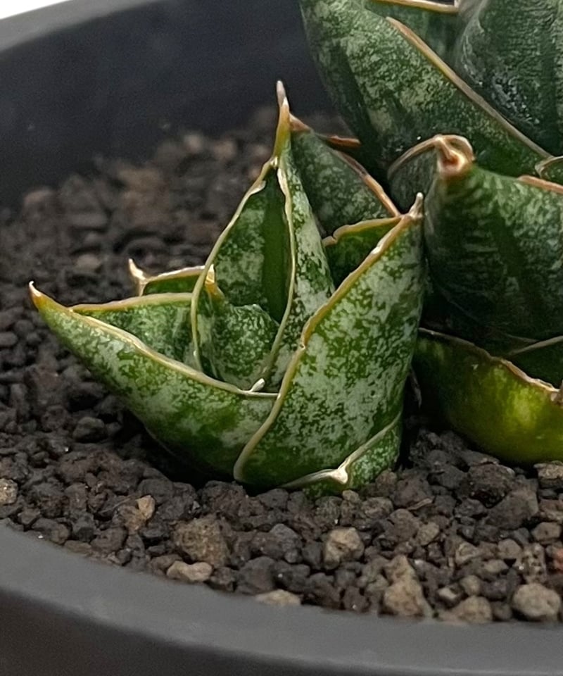 サンセベリア ニラパット 「Sansevieria Nilaphat (by Unyamane