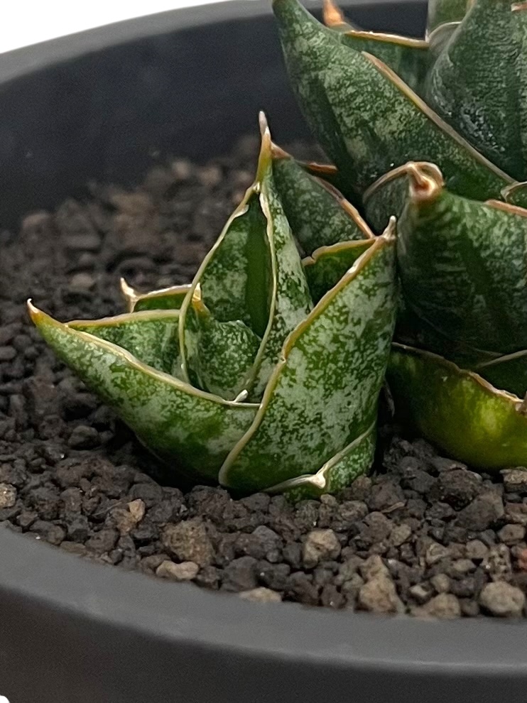 サンセベリア ニラパット 「Sansevieria Nilaphat (by Unyamane