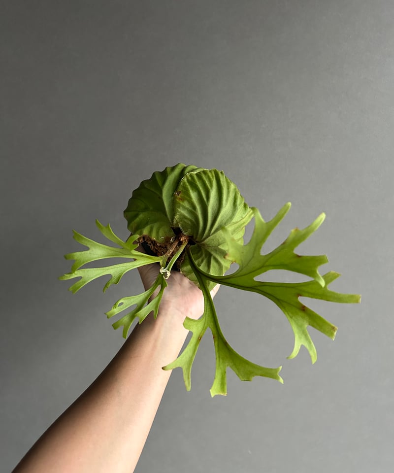 ビカクシダ リドレイ “パカラン”「Platycerium ridleyi “Pakarang