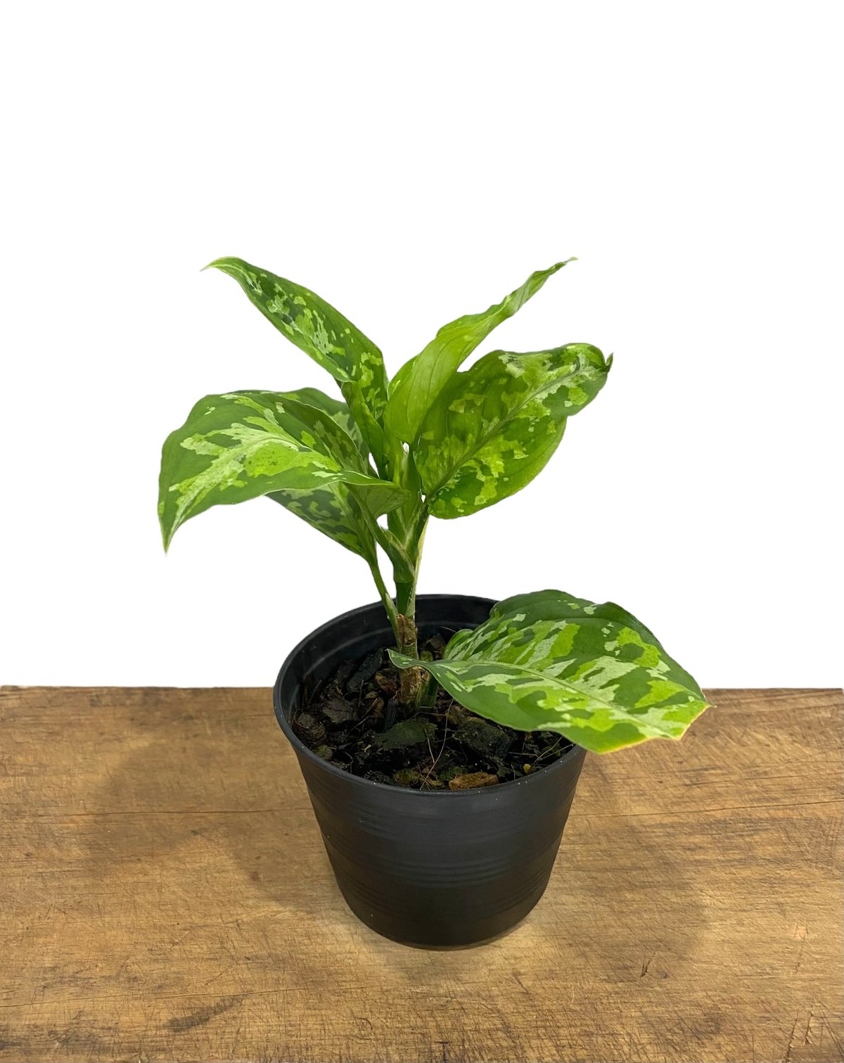 Aglaonema pictum tricolorANDAMAN（アグラオネマ） Aglaonema pictum tricolorANDAMAN（アグラオネマ） Aglaonema